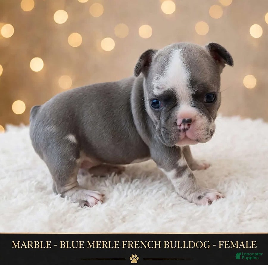 French Bulldog dogs for sale: Marble - Ad 1
