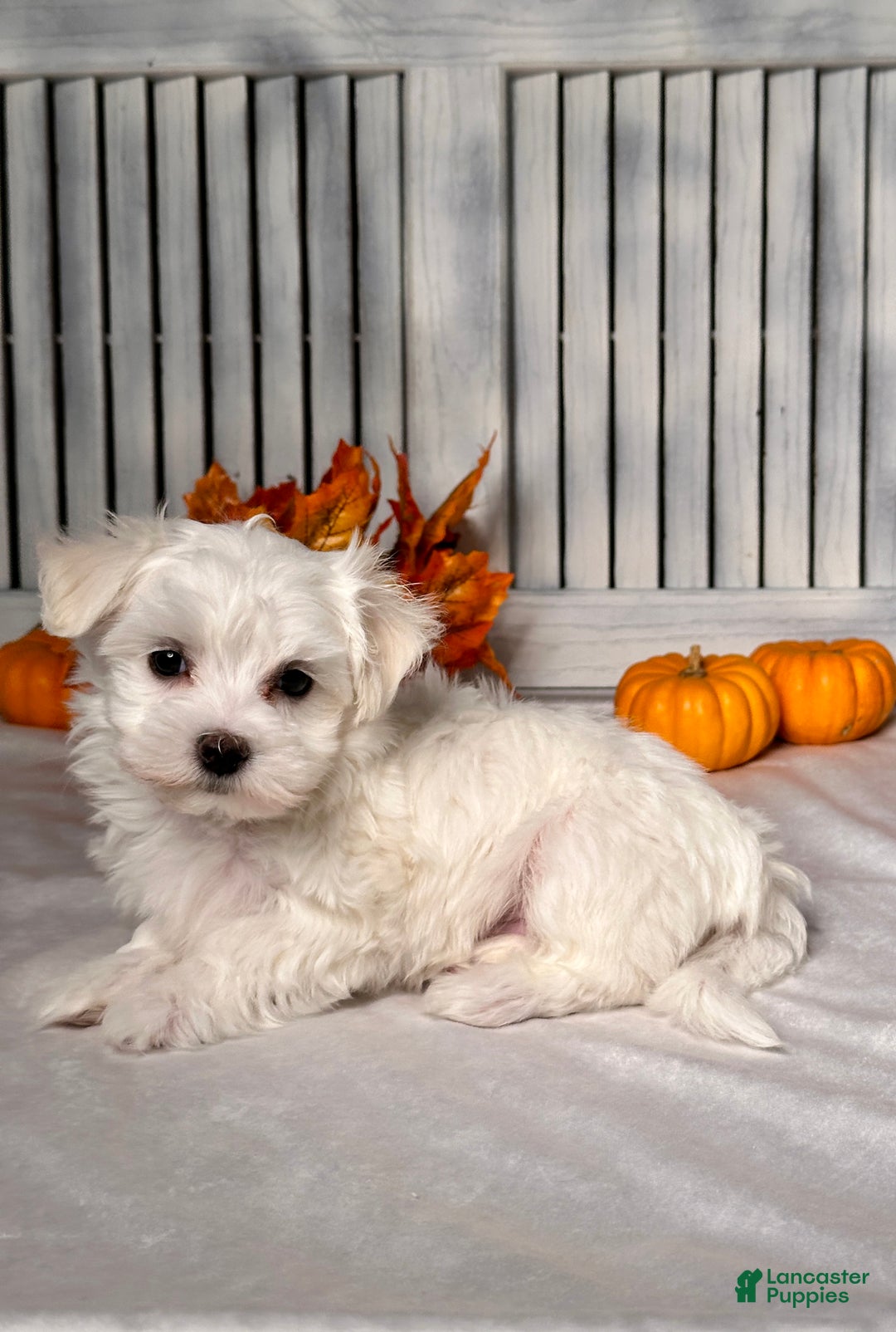 Maltese dogs for sale: Logan - Ad 4