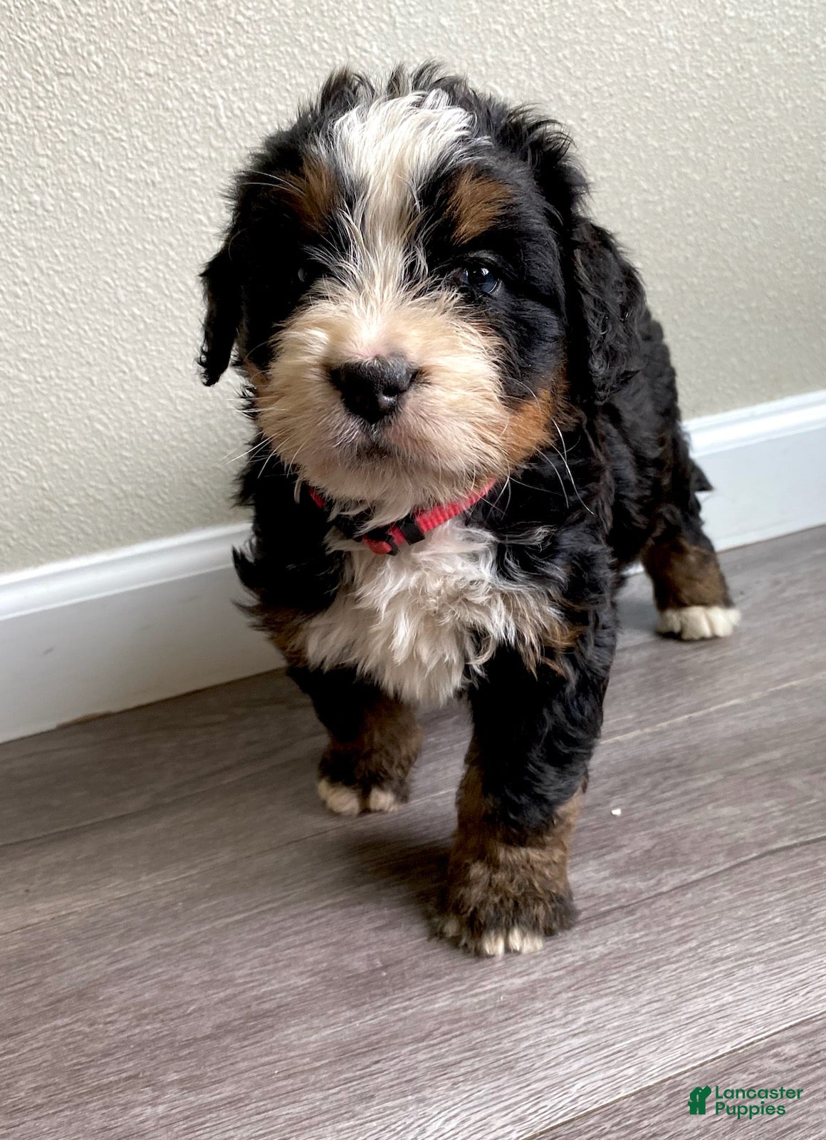 Bernedoodle dogs pink-Female - Ad 2