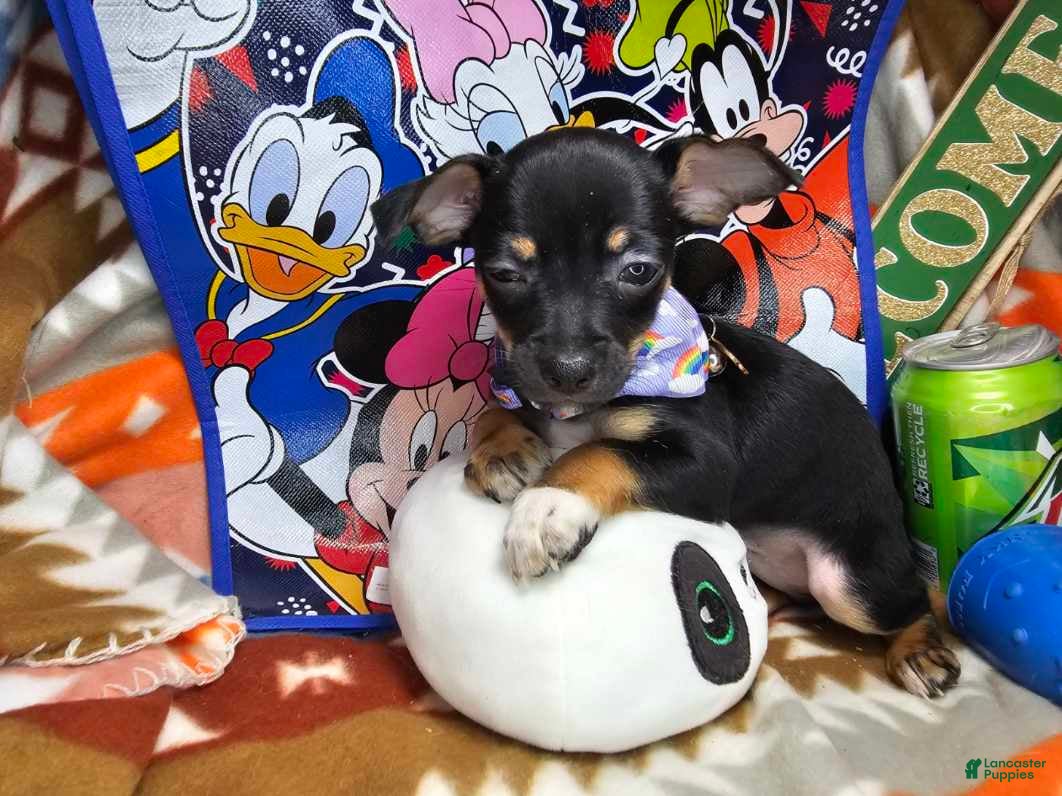 Chihuahua dogs Hawk-Eye (Tri-color) - Ad 6