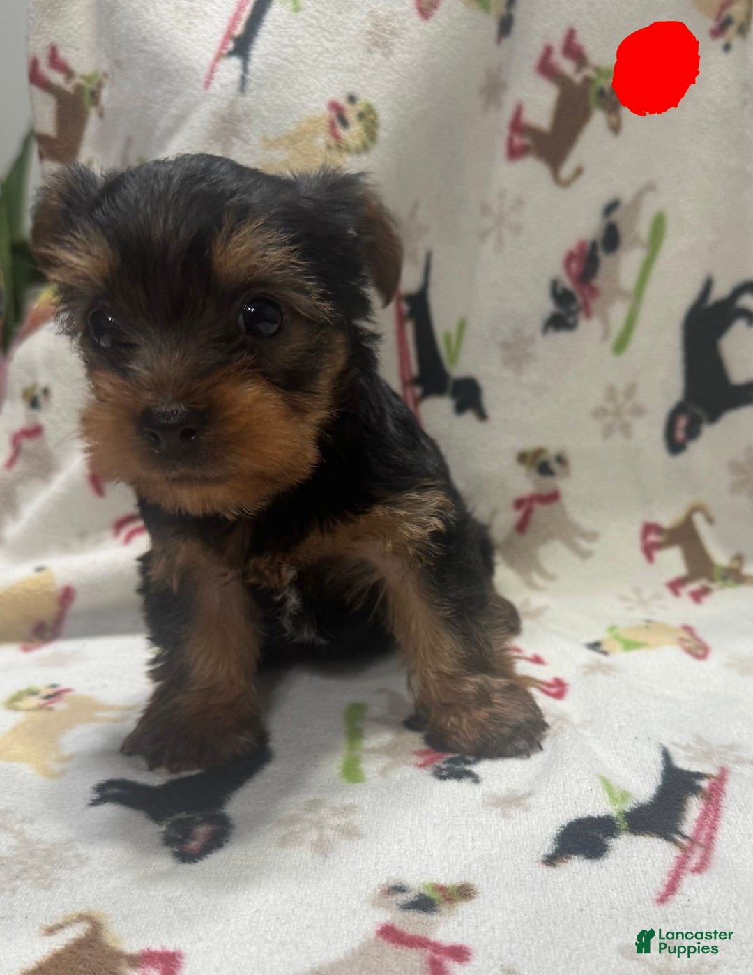 Yorkshire Terrier dogs for sale: Yorkshire Terrier Puppy 4 - Ad 1