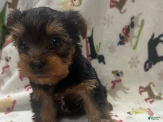 Yorkshire Terrier dogs Yorkshire Terrier Puppy 4 - Ad 5