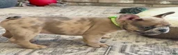 French Bulldog dogs for sale: Sprout  - Ad 3