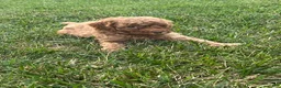 Mini Goldendoodle dogs for sale: Nugget - Ad 2