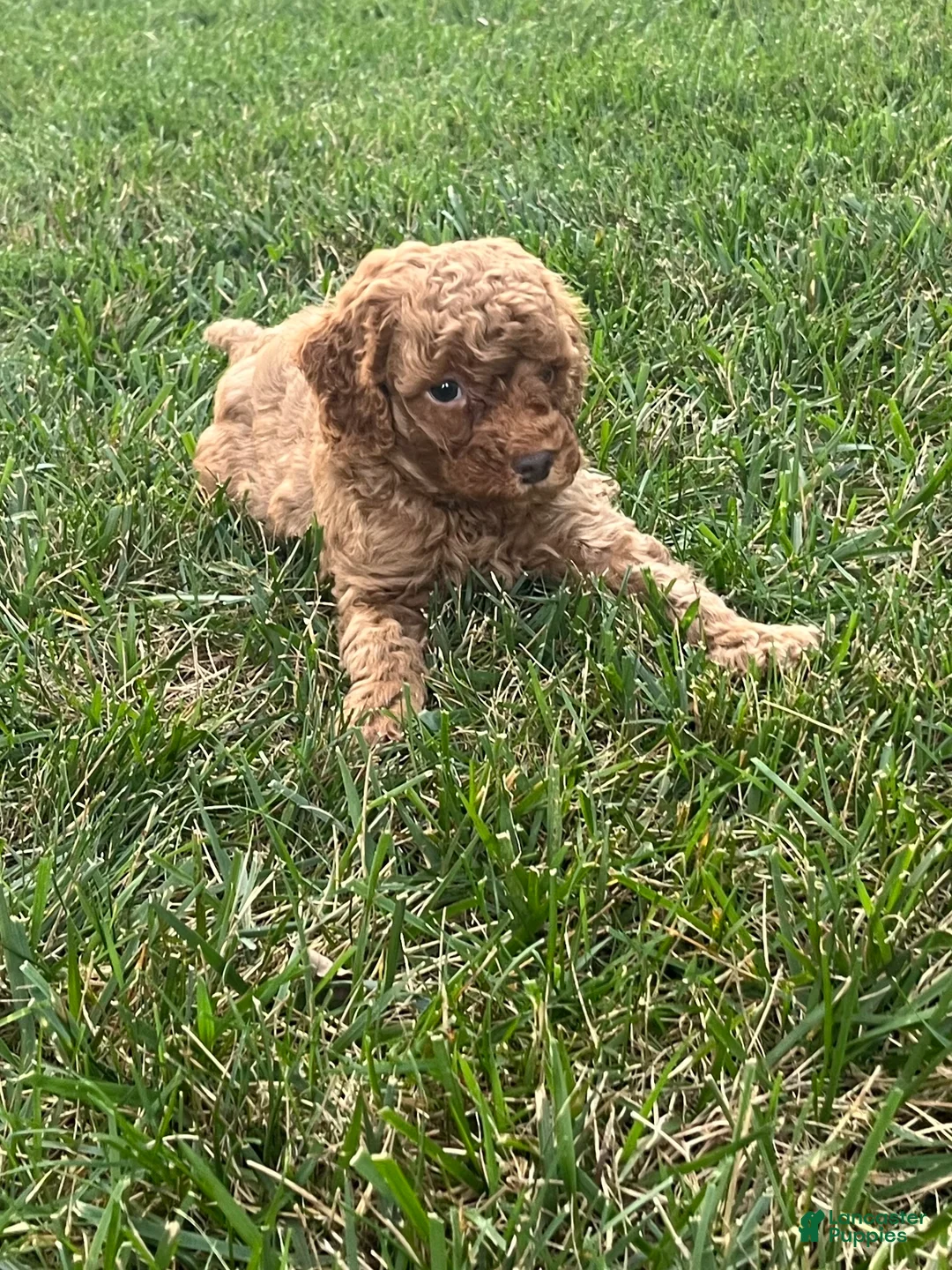 Mini Goldendoodle dogs for sale: Nugget - Ad 2