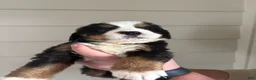 Bernese Mountain Dog dogs for sale: Bolt - Ad 9