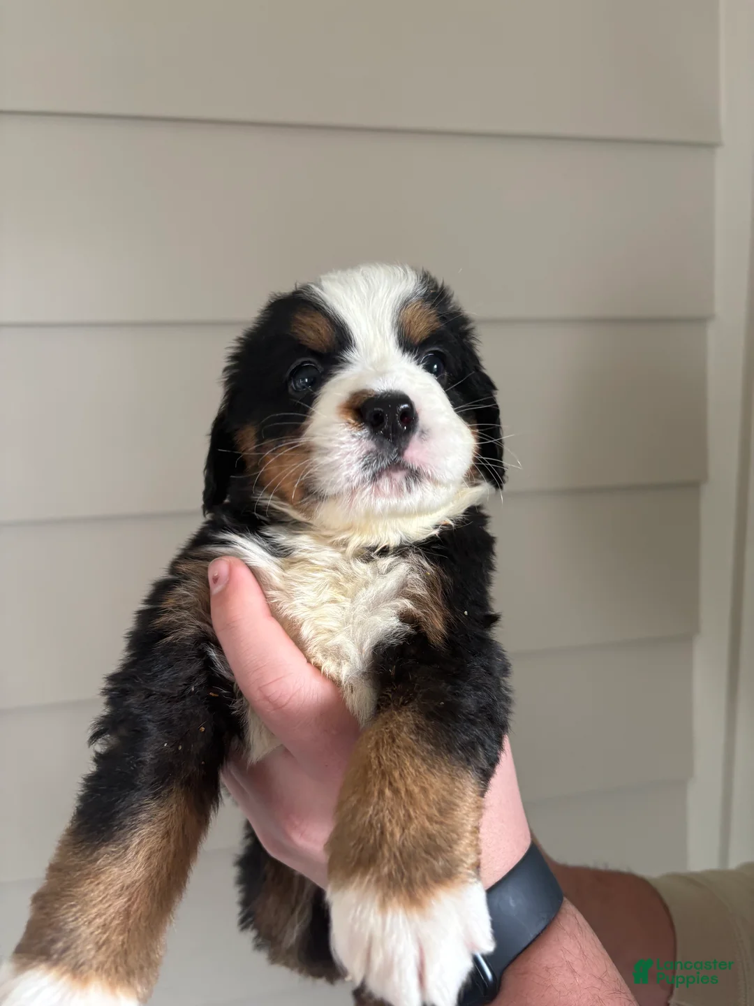Bernese Mountain Dog dogs for sale: Bolt - Ad 9