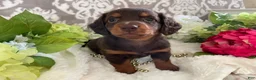 Miniature Dachshund dogs for sale: Mindy - Ad 5