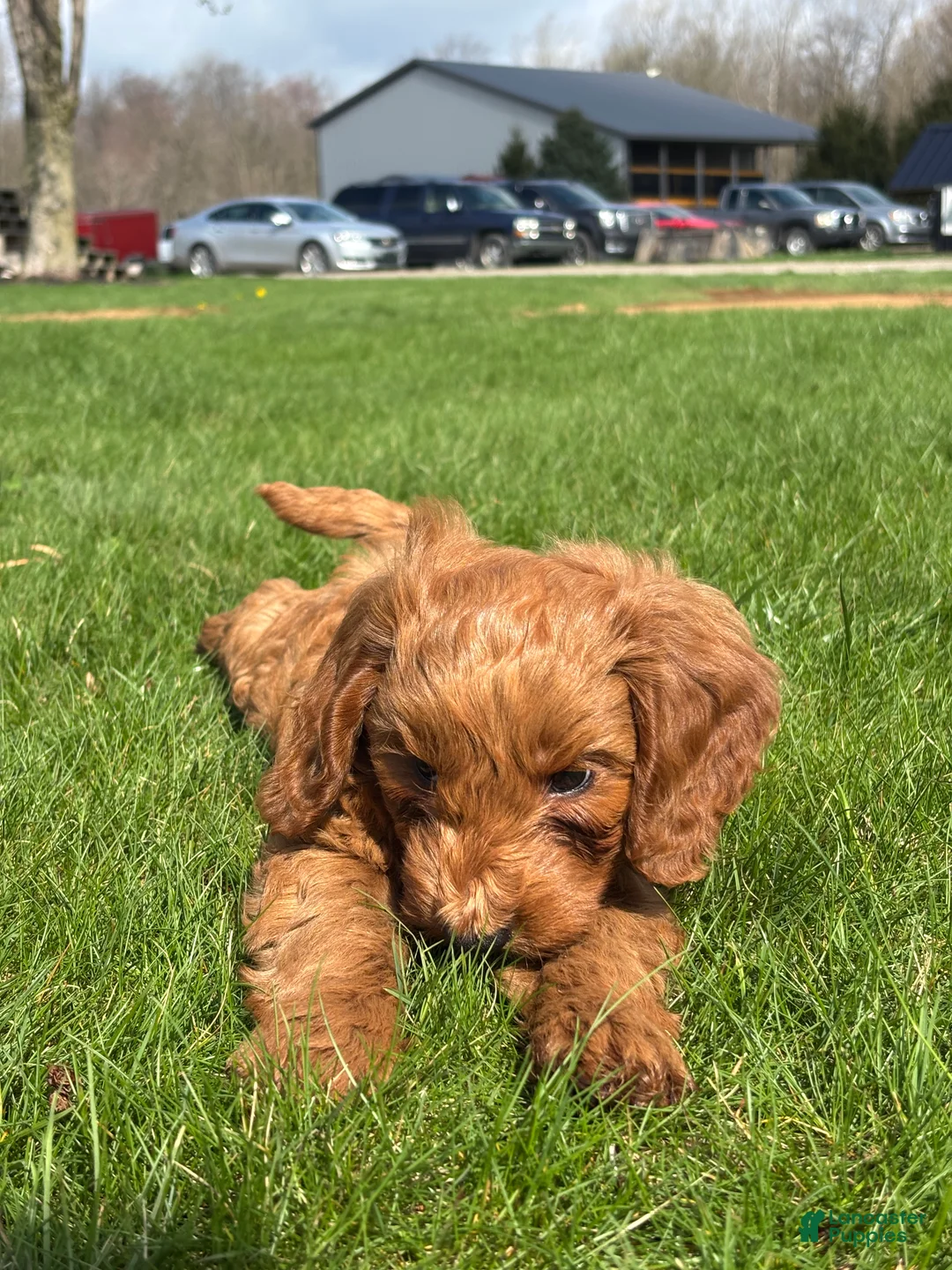 Mini Goldendoodle dogs for sale: Derek - Ad 1