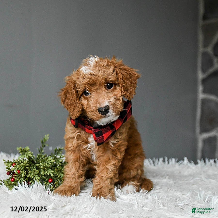 Mixed Breed dogs Espresso - Ad 7