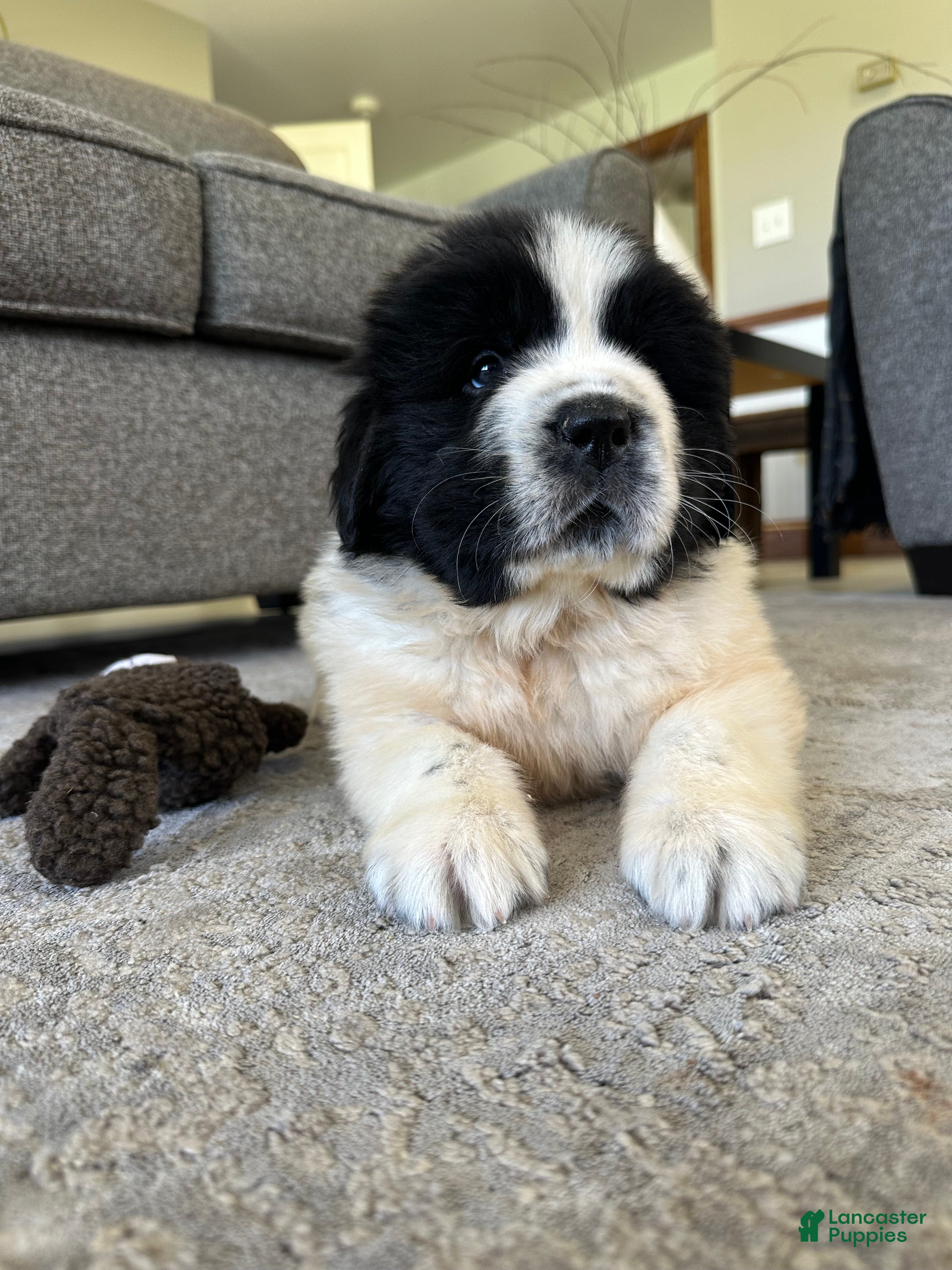 Newfoundland dogs for sale: “ Boone” OFA, CH, AKC  - Ad 8
