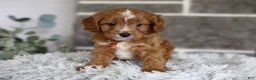 Cavapoo dogs for sale: Prince - Ad 12