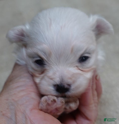 Maltese dogs Kenobi - Ad 18