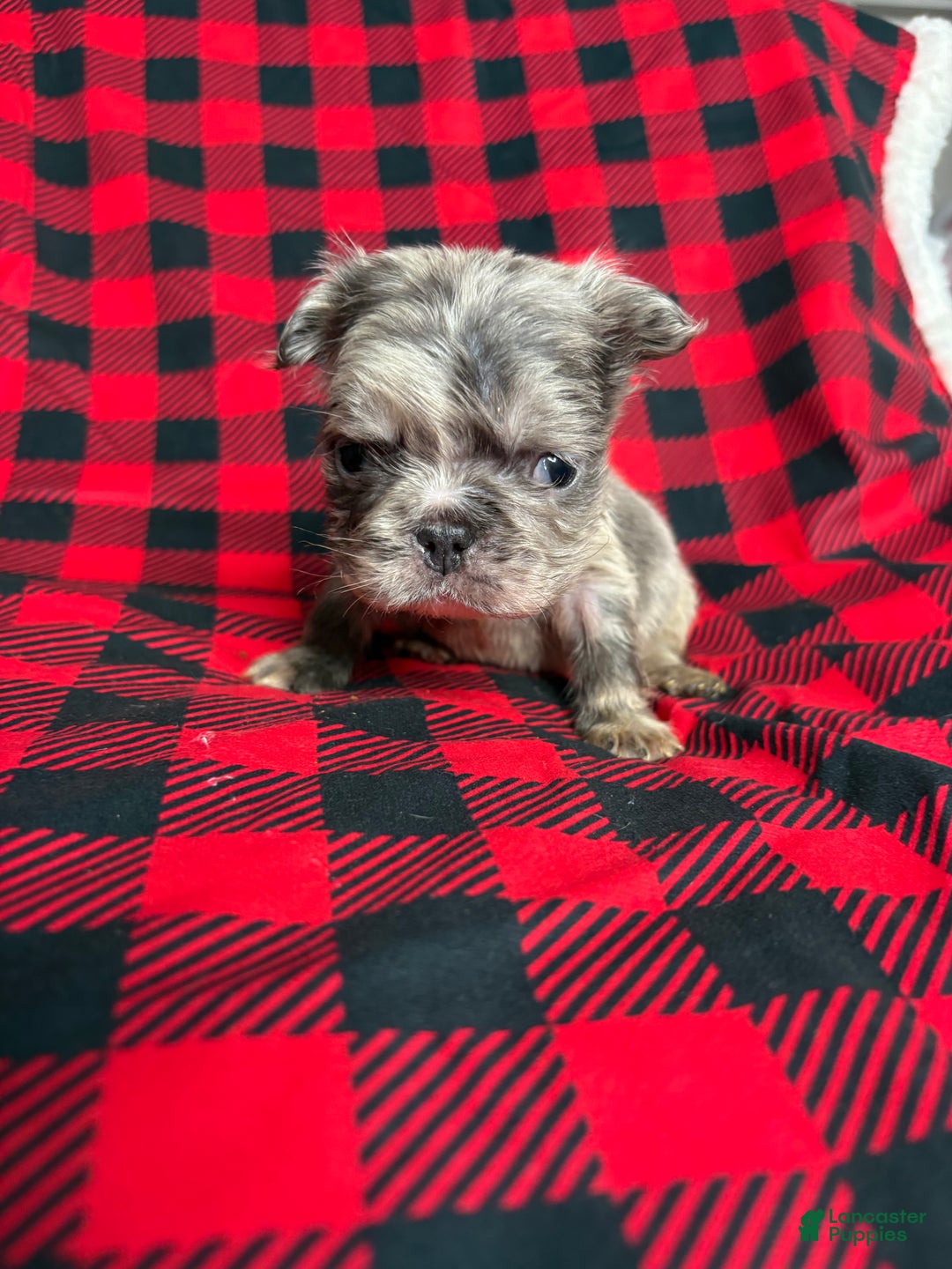 French Bulldog dogs for sale: Minnie - Ad 1