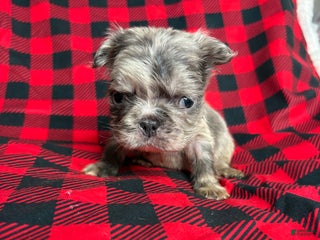 French Bulldog dogs Minnie - Ad 38