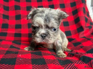 French Bulldog dogs Minnie - Ad 20