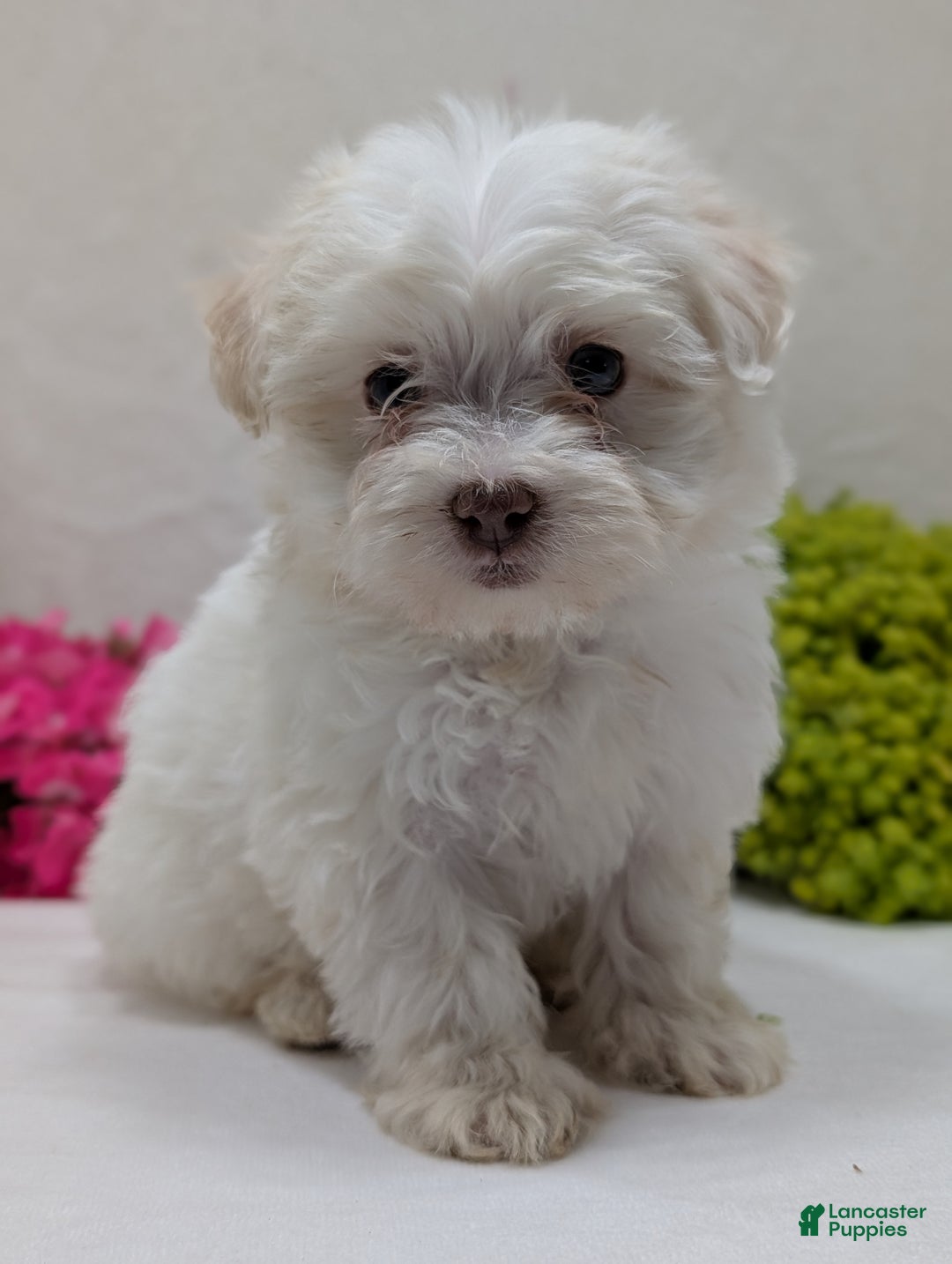 Havanese dogs for sale: Macy - Ad 7