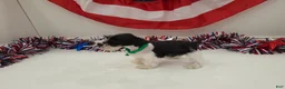 Miniature Schnauzer dogs for sale: Maverick black parti  - Ad 2