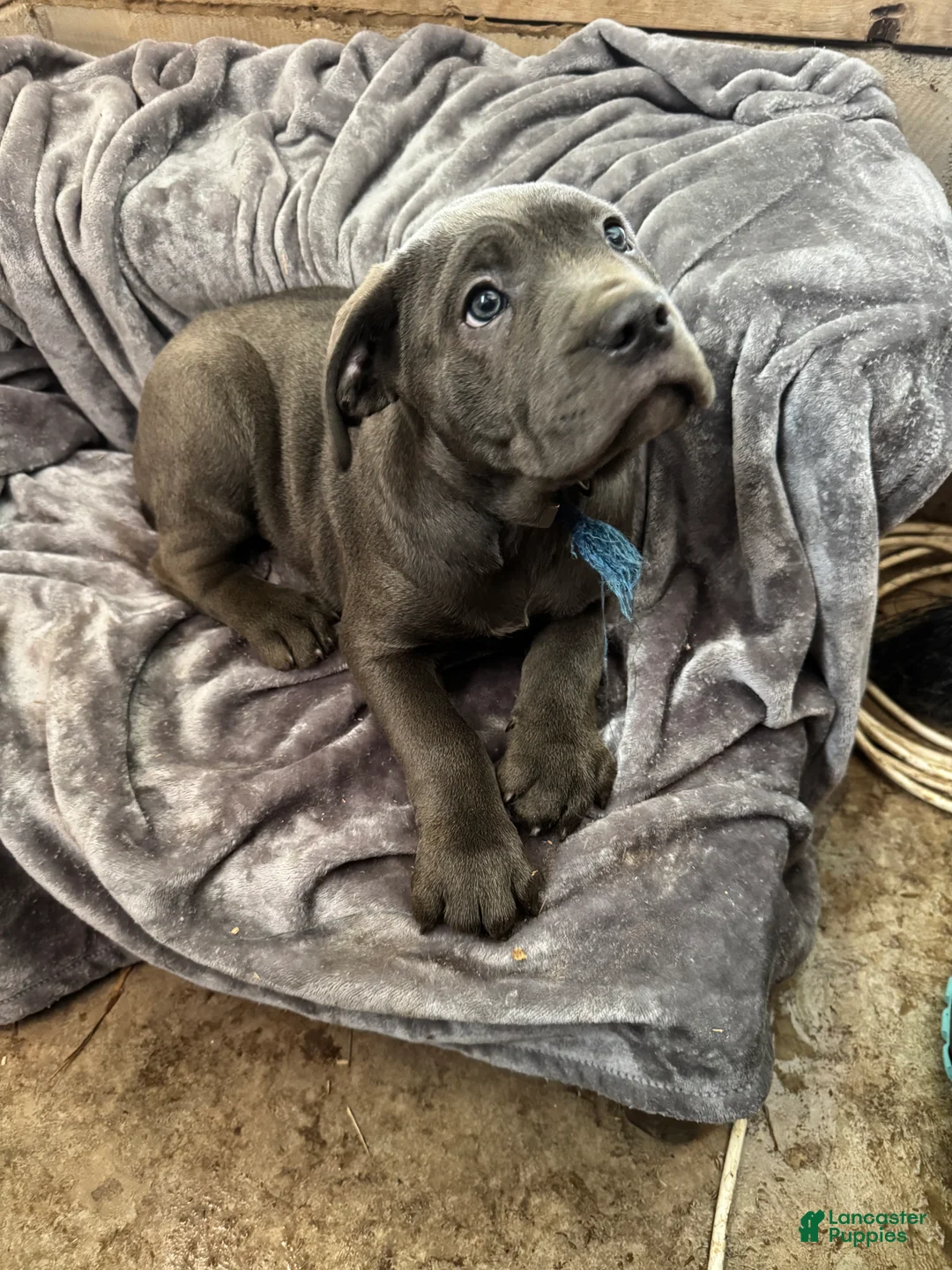 Cane Corso dogs for sale: Ash  - Ad 1