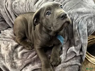 Cane Corso dogs Ash - Ad 22