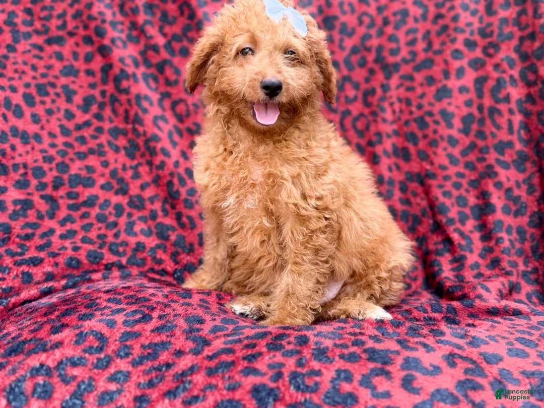 Mini Goldendoodle dogs for sale: Darcy - Ad 1