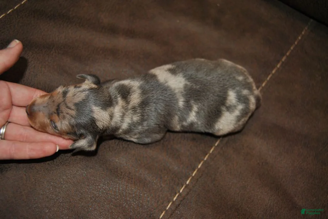 Miniature Pinscher dogs for sale: Royce - Ad 3