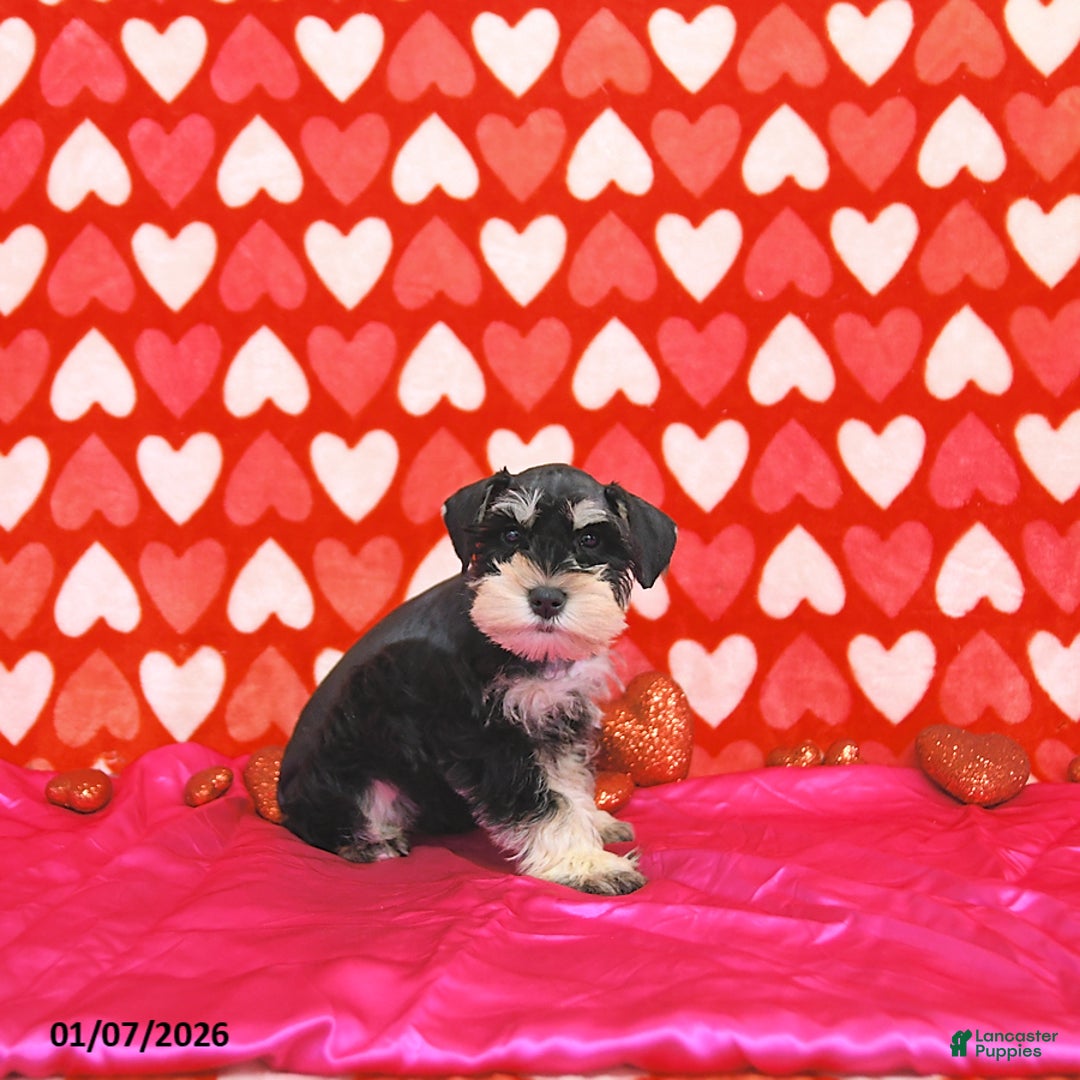 Miniature Schnauzer dogs for sale: Clark - Ad 4