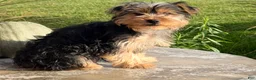 Yorkshire Terrier dogs for sale: Axel - Ad 4