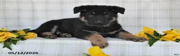 German Shepherd dogs for sale: Nash - Ad 5