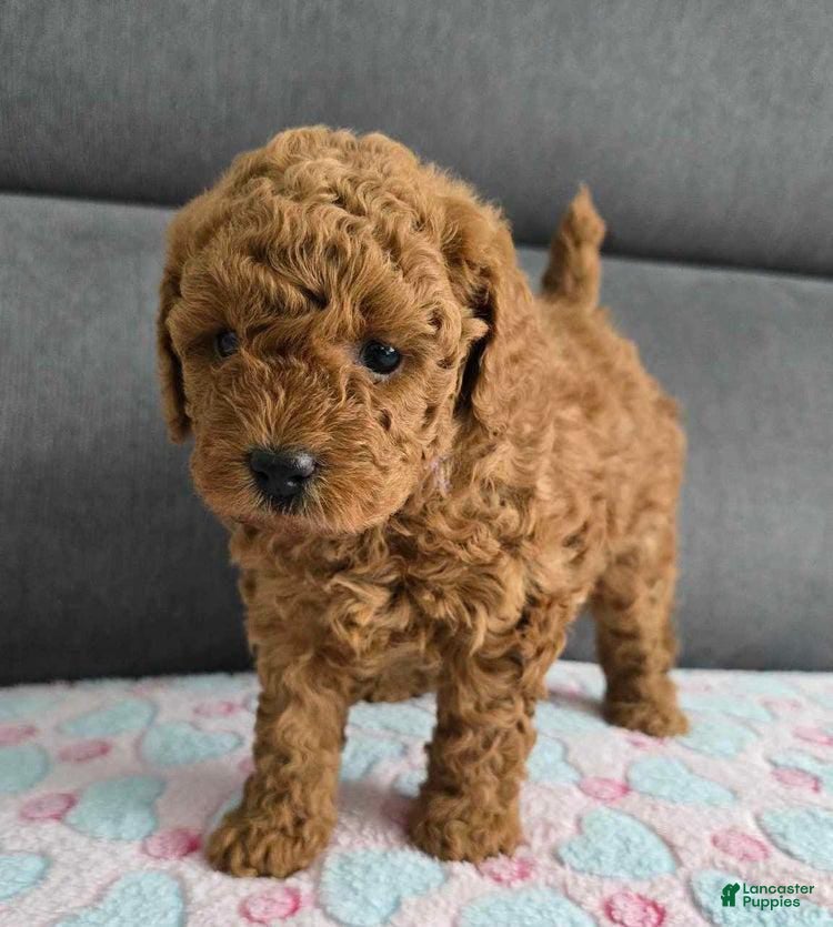 Toy Poodle dogs Toy Poodle Puppy 2 - Ad 26