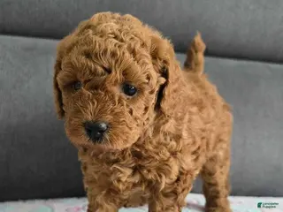 Toy Poodle dogs Toy Poodle Puppy 2 - Ad 26