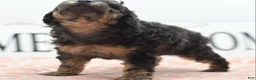 Toy Poodle dogs for sale: Shadow  - Ad 8