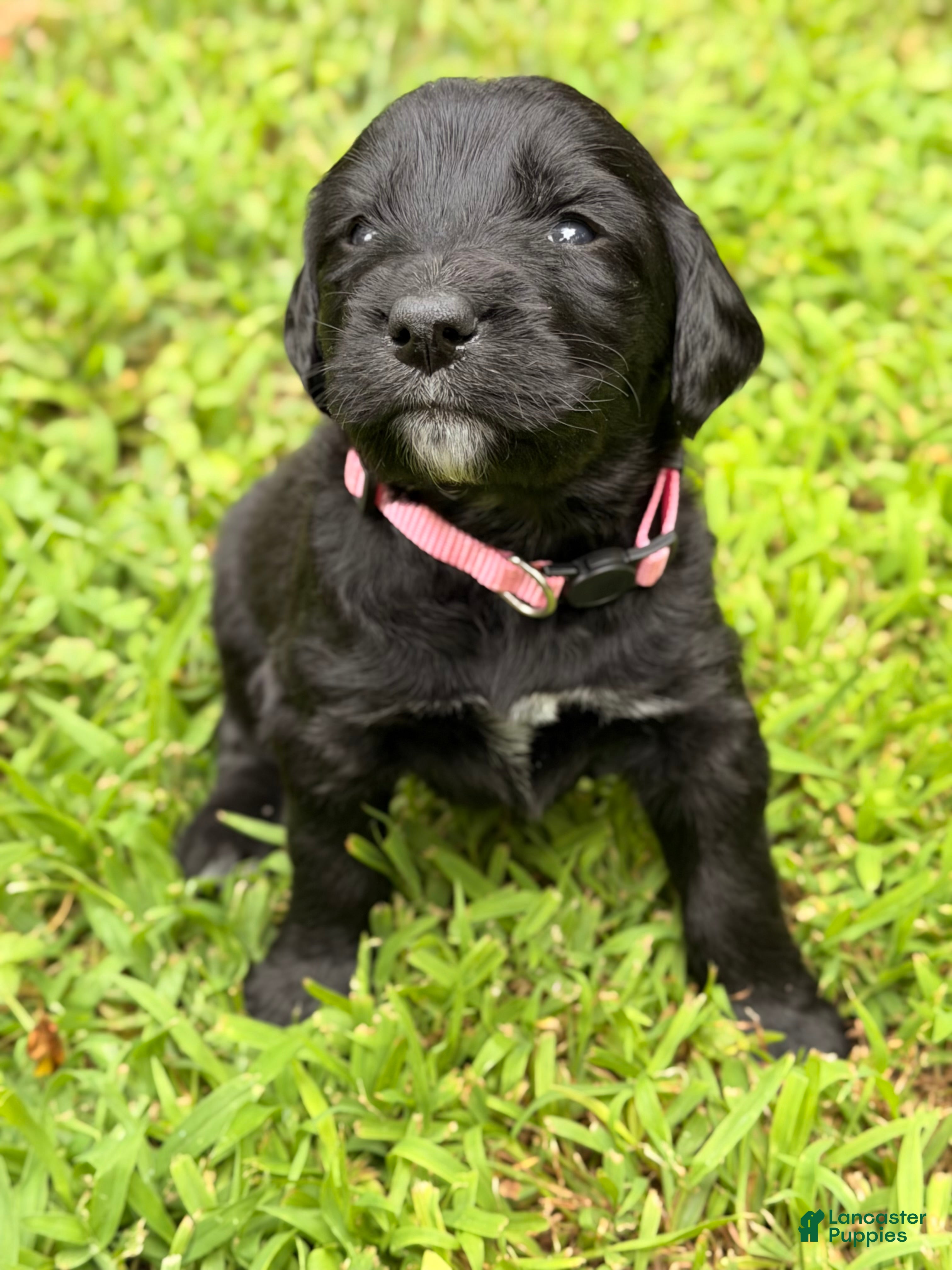 Bernedoodle dogs for sale: Pink AKA Peach - Ad 4