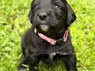 Bernedoodle dogs Pink AKA Peach - Ad 6