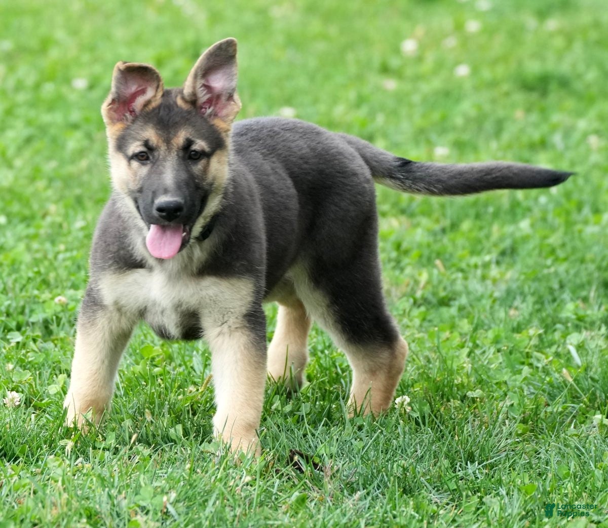 White Blue And Cream German Shepherd Cream Colored German Shepherd Puppy  Beautiful Tan Black German, image size:1200x1042