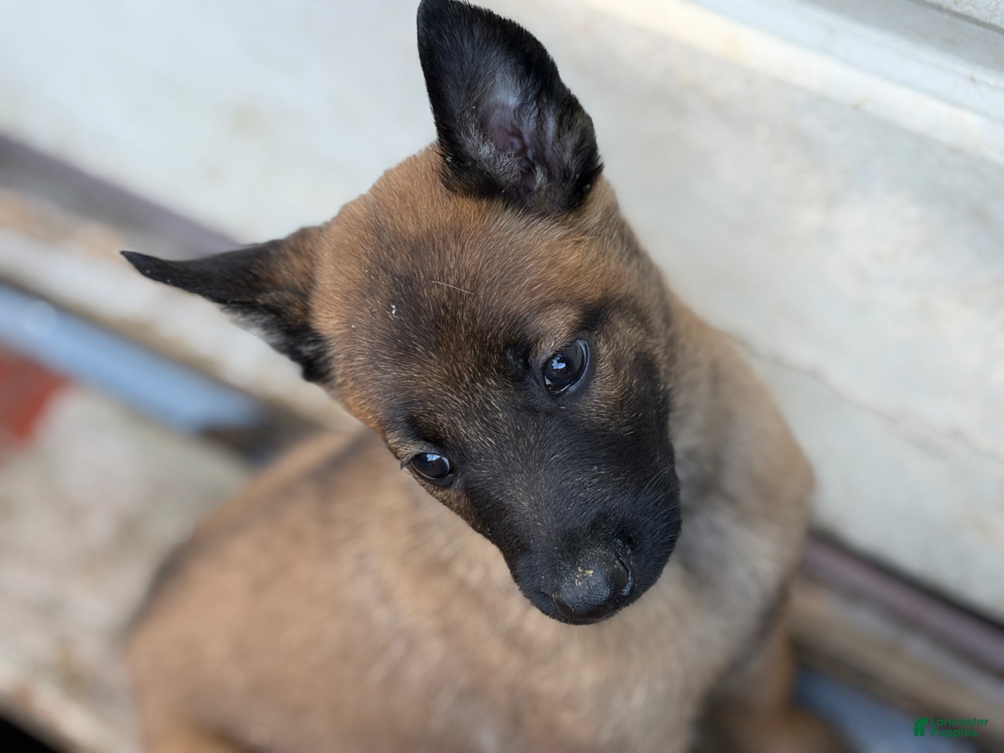 Belgian Malinois dogs Belgian Malinois Puppy 9 - Ad 5
