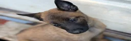 Belgian Malinois dogs for sale: Belgian Malinois Puppy 9 - Ad 1