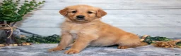 Golden Retriever dogs for sale: Ruthie - Ad 1