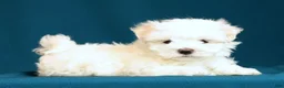 Maltese dogs for sale: Amber - Ad 6