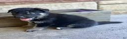 German Shepherd dogs for sale: Peter - Ad 13