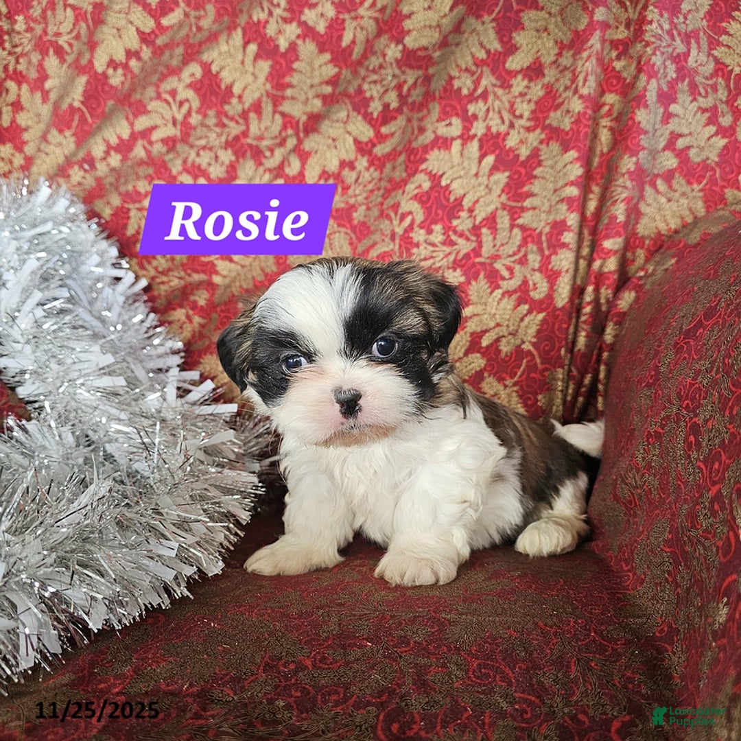 Mixed Breed dogs for sale: Rosie - Ad 1