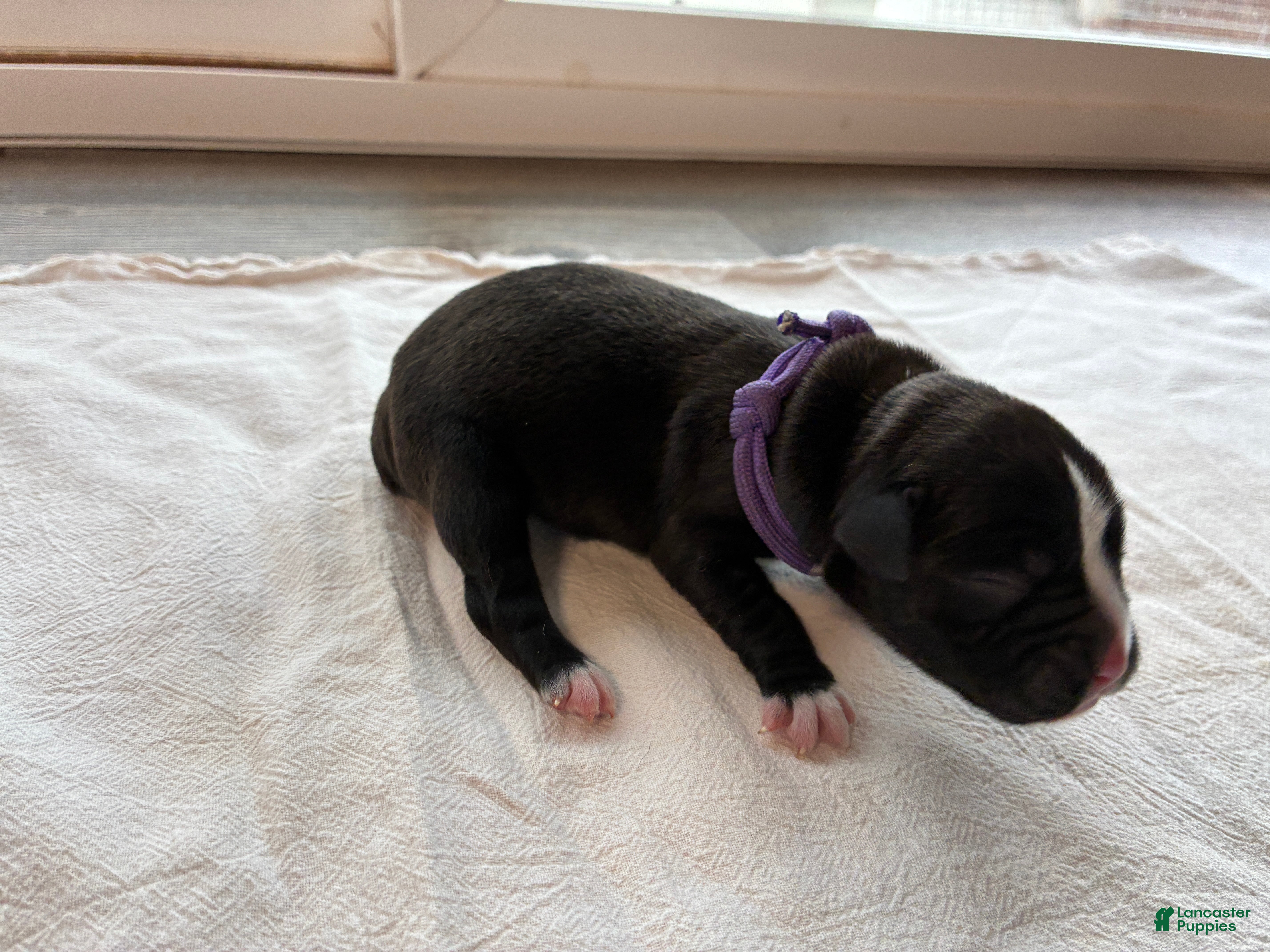 Boxer dogs Purple Collar - Ad 8