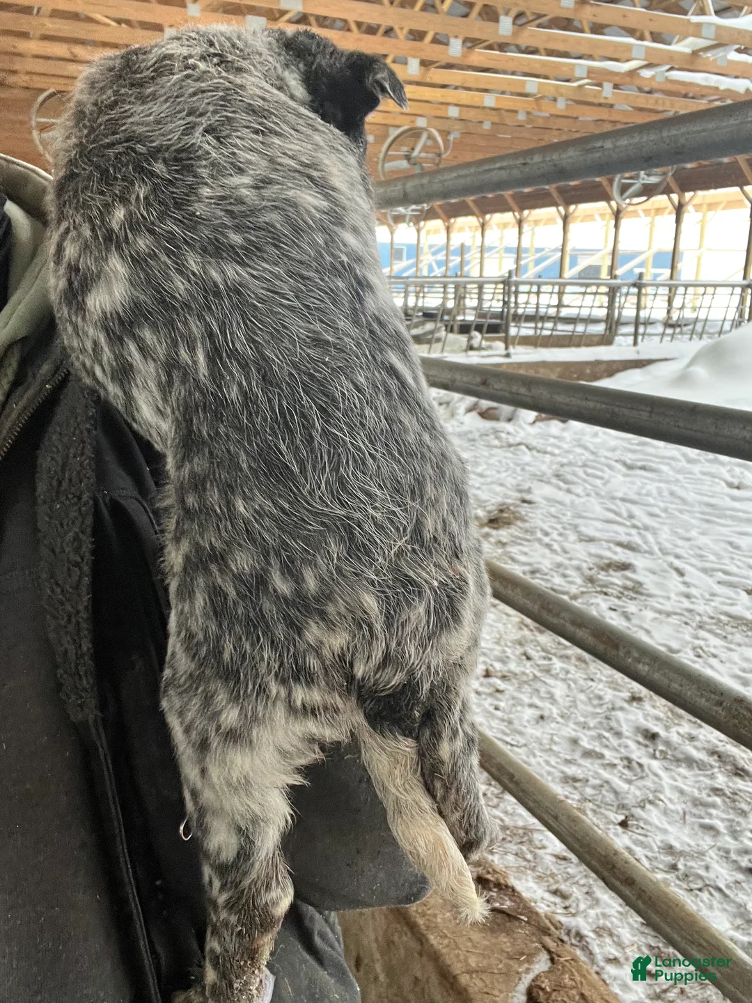 Australian Cattle Dog dogs for sale: Chloe - Ad 3