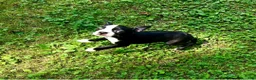 Boston Terrier dogs for sale: SALE PENDING - Ad 16