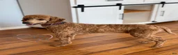Standard Poodle dogs for sale: Teddy AKC Moyen - Ad 4