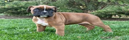 Boxer dogs for sale: Clover  - Ad 4