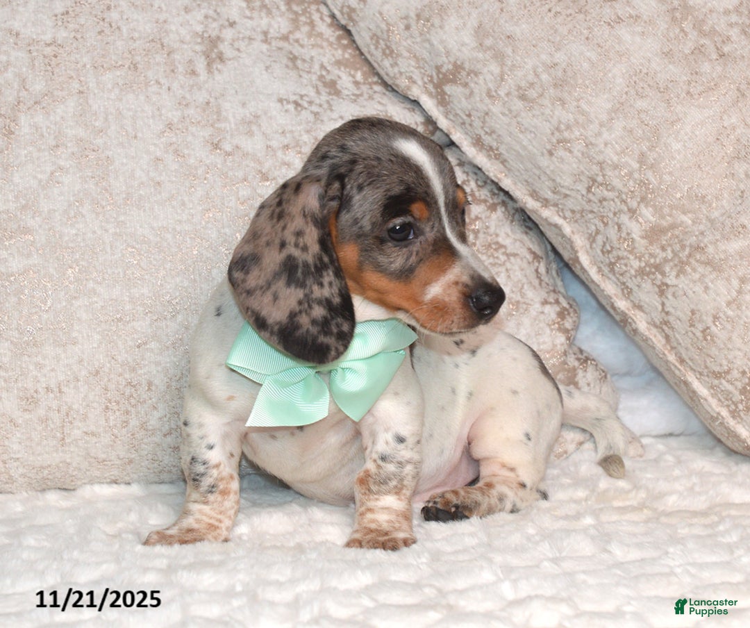 Miniature Dachshund dogs for sale: Nabisco - Ad 3