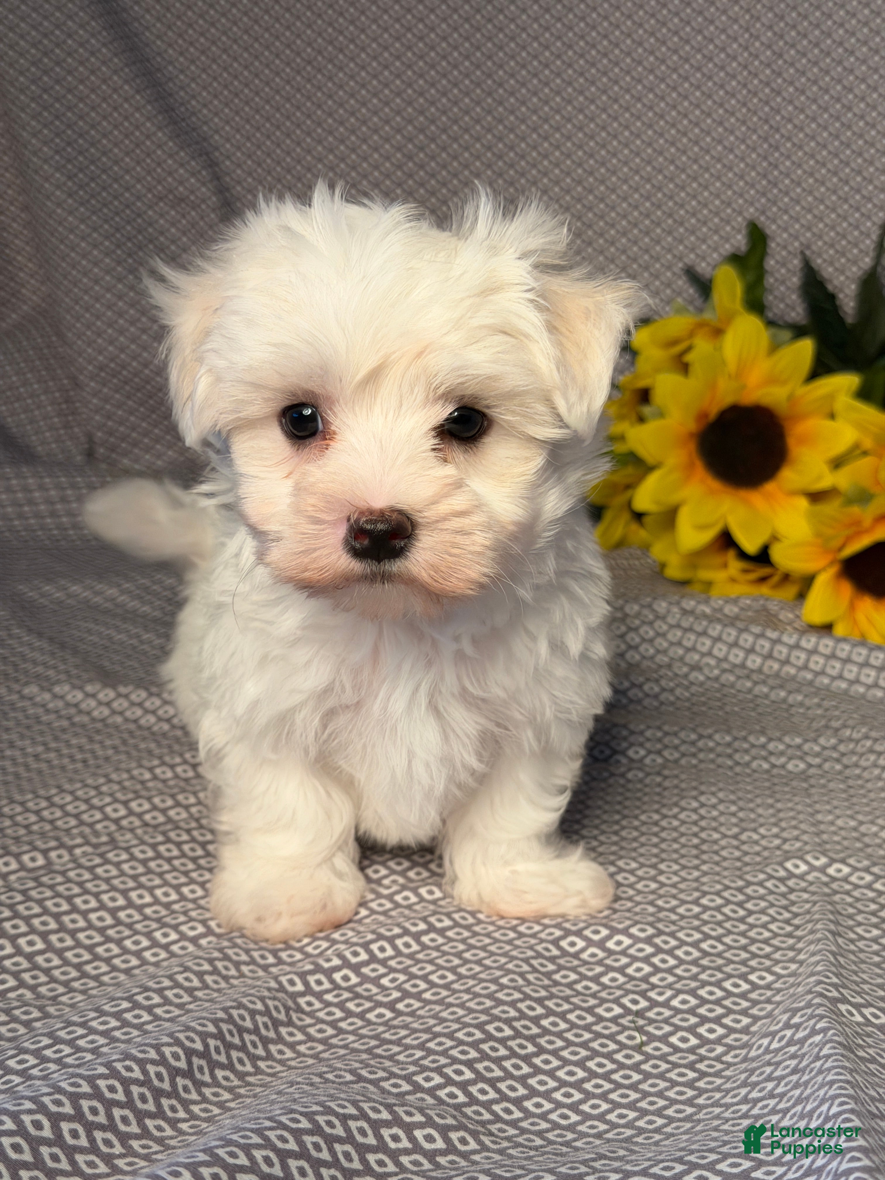 Maltese dogs Hunter - Ad 1
