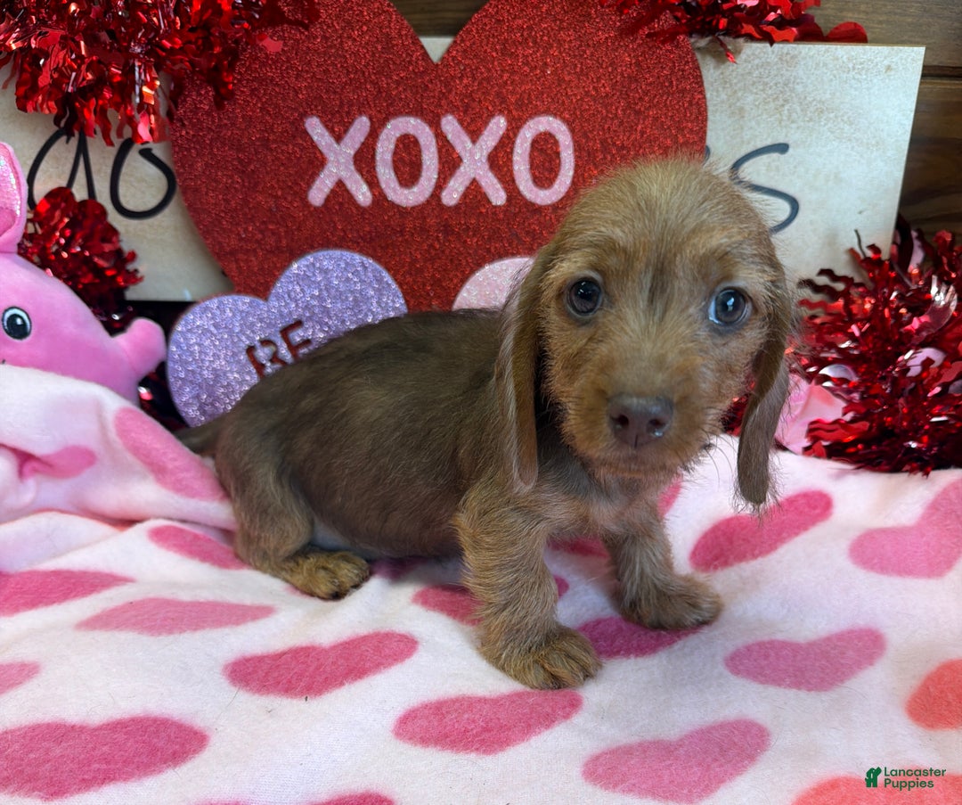Miniature Dachshund dogs for sale: Dixie - Ad 3