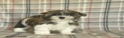 Malshi dogs for sale: Eeyore - Ad 5